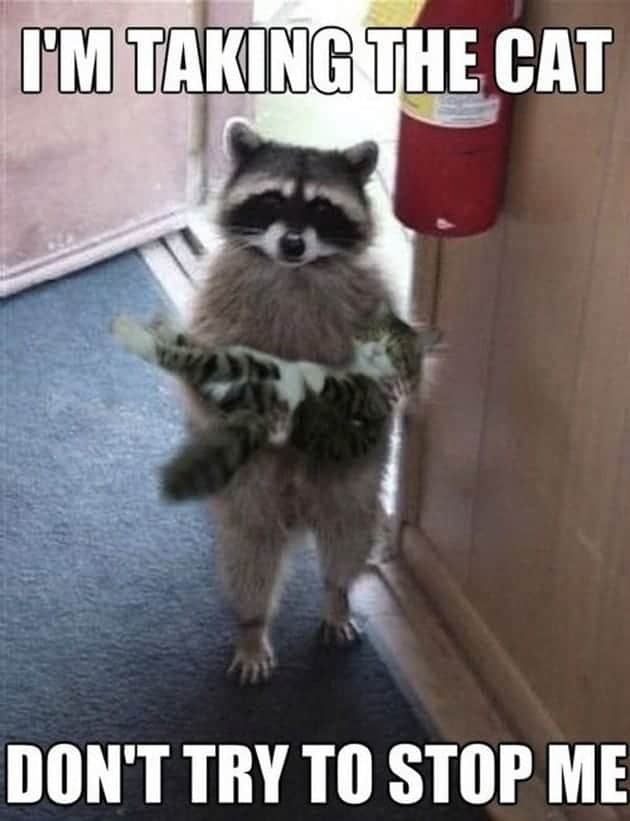 Pet Meme 18