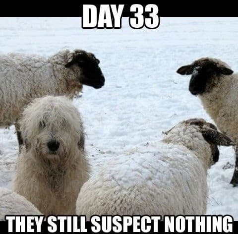 Pet Meme 17