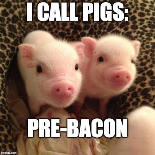 Pet Meme 11