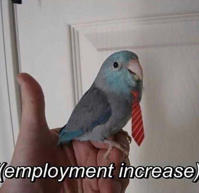 Pet Meme 14