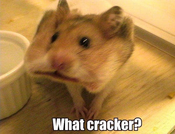 Pet Meme 12