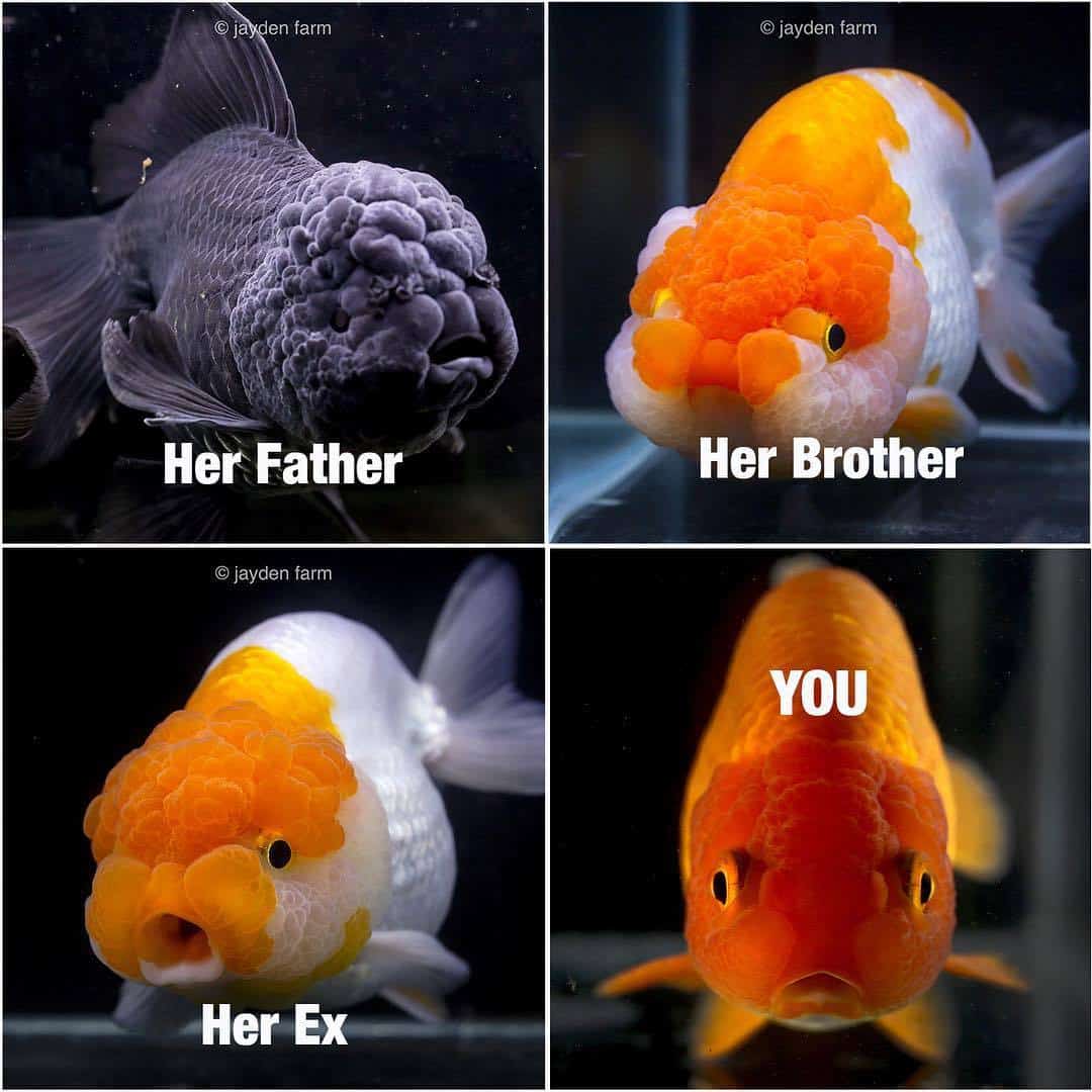 Pet Meme 8